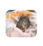 みるしょこぽん7（個別スタンプ：22）