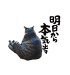 みるしょこぽん7（個別スタンプ：23）