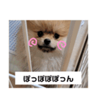 「ぽ」_ポメラニアンのぽむ__（個別スタンプ：2）