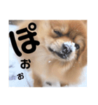 「ぽ」_ポメラニアンのぽむ__（個別スタンプ：6）