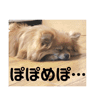 「ぽ」_ポメラニアンのぽむ__（個別スタンプ：8）