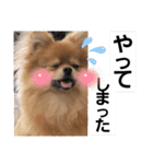 「ぽ」_ポメラニアンのぽむ__（個別スタンプ：9）