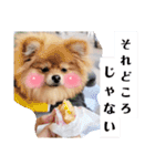 「ぽ」_ポメラニアンのぽむ__（個別スタンプ：11）