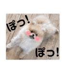 「ぽ」_ポメラニアンのぽむ__（個別スタンプ：14）