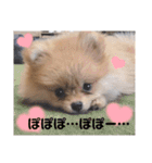 「ぽ」_ポメラニアンのぽむ__（個別スタンプ：17）