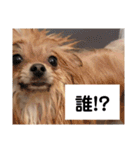 「ぽ」_ポメラニアンのぽむ__（個別スタンプ：22）