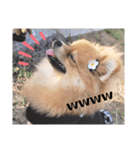 「ぽ」_ポメラニアンのぽむ__（個別スタンプ：23）