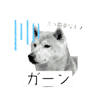 我が家の柴様(修正版)（個別スタンプ：7）