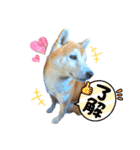 我が家の柴様(修正版)（個別スタンプ：8）