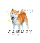 我が家の柴様(修正版)（個別スタンプ：10）