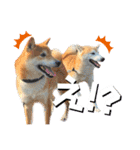 我が家の柴様(修正版)（個別スタンプ：12）