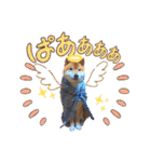 我が家の柴様(修正版)（個別スタンプ：18）