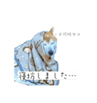 我が家の柴様(修正版)（個別スタンプ：20）