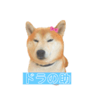 我が家の柴様(修正版)（個別スタンプ：23）
