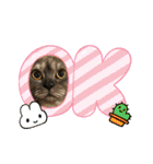 かぼちゃん。ほんとはらいむだよ。（個別スタンプ：3）