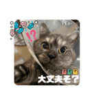 かぼちゃん。ほんとはらいむだよ。（個別スタンプ：11）