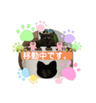 かぼちゃん。ほんとはらいむだよ。（個別スタンプ：13）