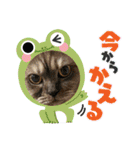 かぼちゃん。ほんとはらいむだよ。（個別スタンプ：14）