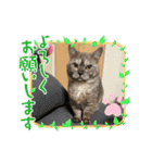 かぼちゃん。ほんとはらいむだよ。（個別スタンプ：15）