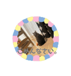 かぼちゃん。ほんとはらいむだよ。（個別スタンプ：17）