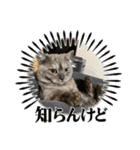 かぼちゃん。ほんとはらいむだよ。（個別スタンプ：18）