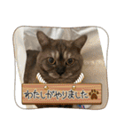 かぼちゃん。ほんとはらいむだよ。（個別スタンプ：19）