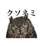 ガラの悪いふくろう（個別スタンプ：1）