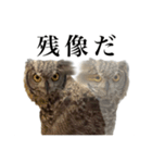 ガラの悪いふくろう（個別スタンプ：2）