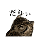 ガラの悪いふくろう（個別スタンプ：3）