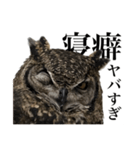 ガラの悪いふくろう（個別スタンプ：5）