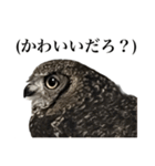 ガラの悪いふくろう（個別スタンプ：7）