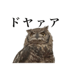 ガラの悪いふくろう（個別スタンプ：8）