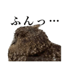 ガラの悪いふくろう（個別スタンプ：9）