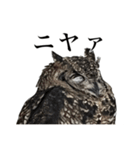 ガラの悪いふくろう（個別スタンプ：10）