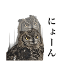 ガラの悪いふくろう（個別スタンプ：11）