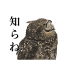 ガラの悪いふくろう（個別スタンプ：12）
