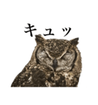 ガラの悪いふくろう（個別スタンプ：13）
