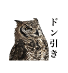 ガラの悪いふくろう（個別スタンプ：14）