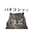 ガラの悪いふくろう（個別スタンプ：15）