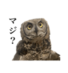 ガラの悪いふくろう（個別スタンプ：16）
