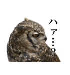 ガラの悪いふくろう（個別スタンプ：19）