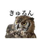 ガラの悪いふくろう（個別スタンプ：20）