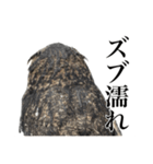ガラの悪いふくろう（個別スタンプ：22）