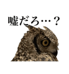 ガラの悪いふくろう（個別スタンプ：23）