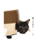 甘え上手なアザラシ猫ぼんちゃんスタンプ（個別スタンプ：5）