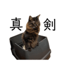 甘え上手なアザラシ猫ぼんちゃんスタンプ（個別スタンプ：10）