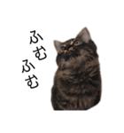 甘え上手なアザラシ猫ぼんちゃんスタンプ（個別スタンプ：21）