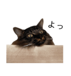 甘え上手なアザラシ猫ぼんちゃんスタンプ（個別スタンプ：22）