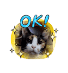 ゴルゴ13猫のももちゃん(日常会話編)（個別スタンプ：1）