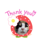 ゴルゴ13猫のももちゃん(日常会話編)（個別スタンプ：2）